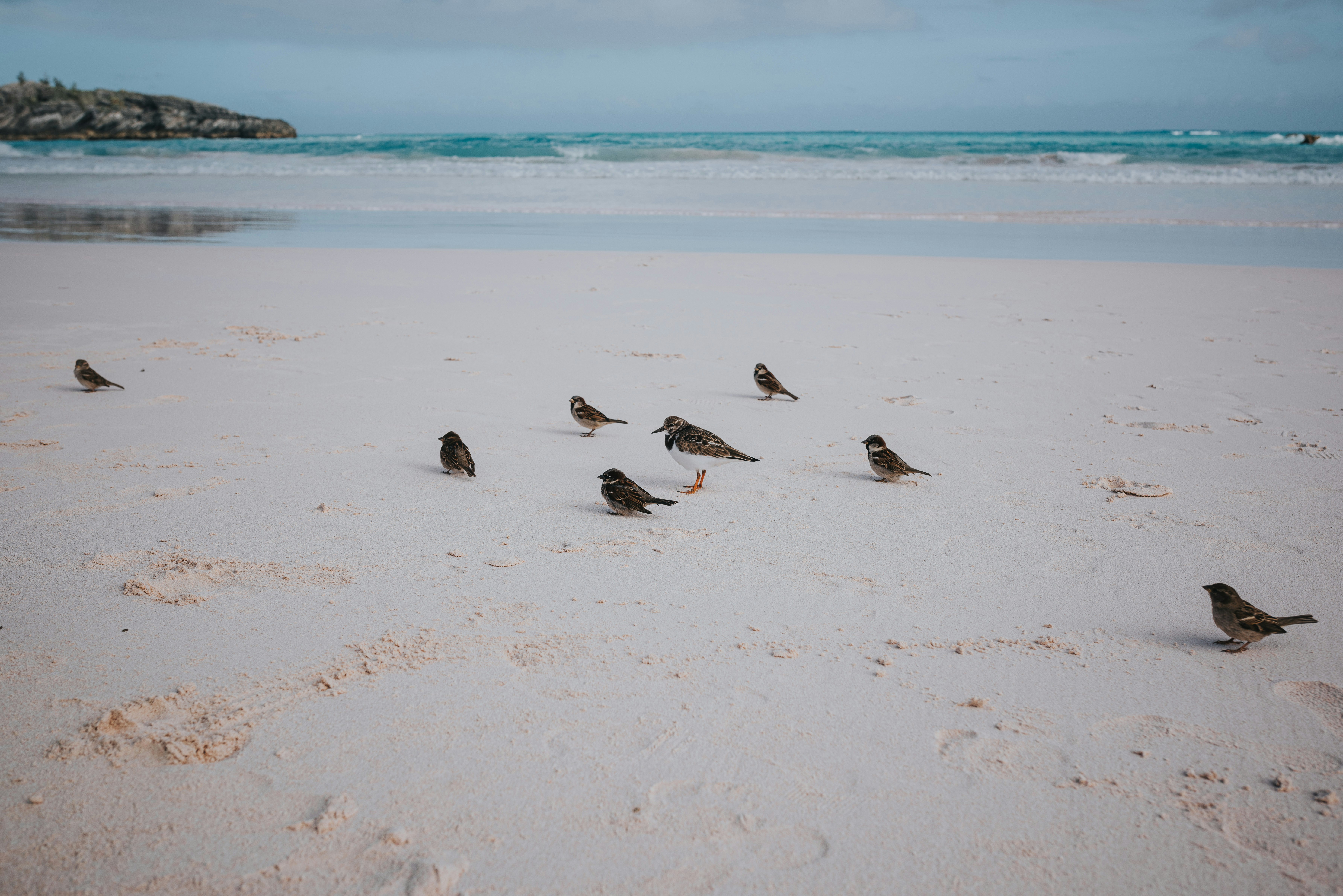 flock of birds on beach during daytime